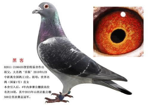 账号审核不给出款解决办法快速掌握技巧.文章创作谈(图)