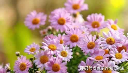 系统维护不给出款怎么办.内容狮评(图)