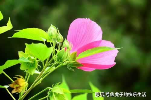 提现显示注单异常怎么回事.内容狮评(图)