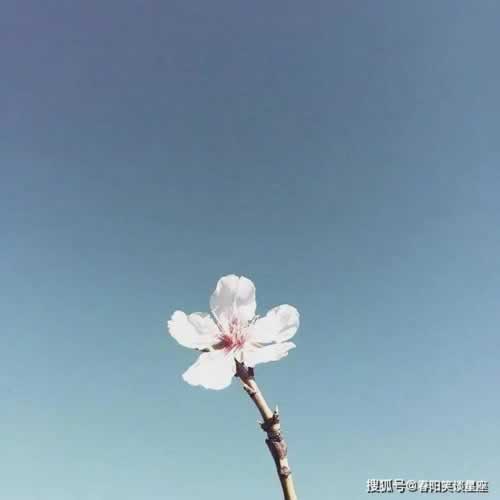 365提款未达流水.自序(图)