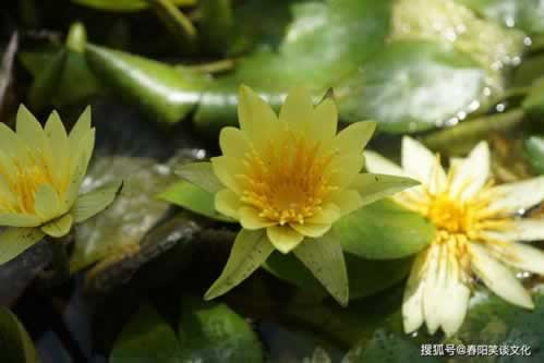 在网上的平台被黑出款端口自动维护不给提.内容核心(图)