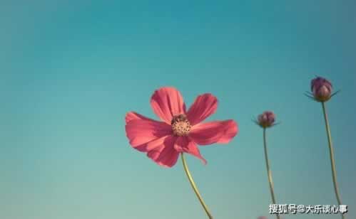 平台不出款怎么套路客服出款呢.引文（图）