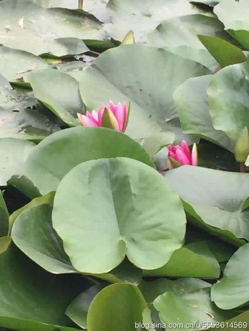 网上被黑赢钱被黑不给出款之前正常的平台.引题(图)